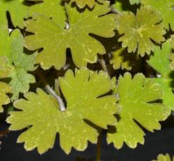 Image: P.B. Heenan © Landcare Research 2014 